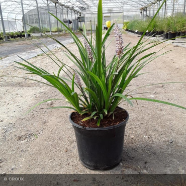 LIRIOPE muscari 'Big Blue'