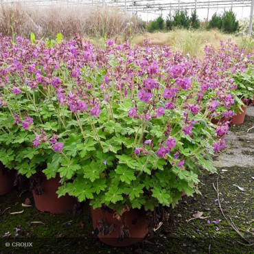 GERANIUM macrorrhizum...