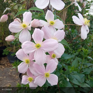 CLEMATIS montana 'Mayleen'