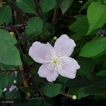CLEMATIS montana 'Mayleen'
