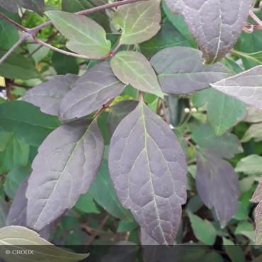CLEMATIS montana 'Mayleen'