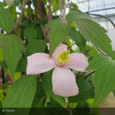 CLEMATIS montana 'Mayleen'