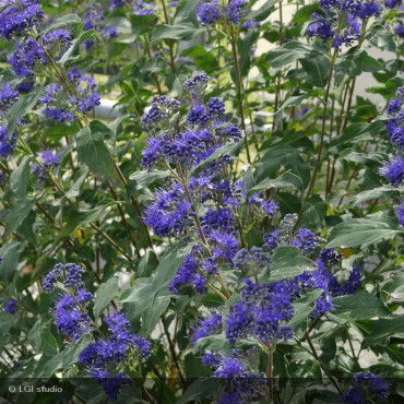 CARYOPTERIS x clandonensis Grand bleu