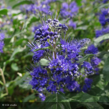 CARYOPTERIS x clandonensis Grand bleu
