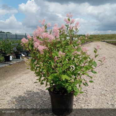 CEANOTHUS x pallidus 'Marie Simon'