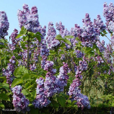 SYRINGA vulgaris 'Katherine...
