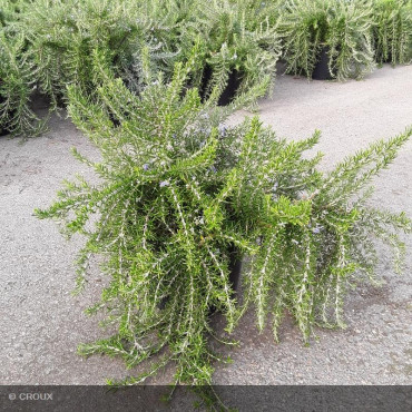 ROSMARINUS officinalis...