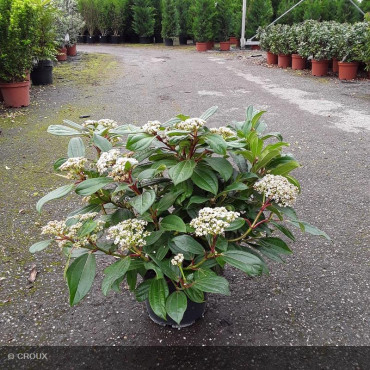 VIBURNUM davidii