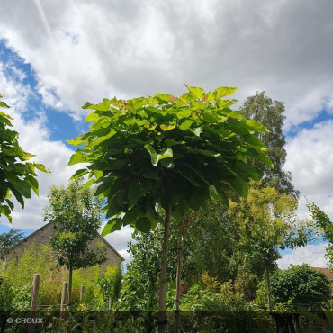 CATALPA bignonioides 'Nana'