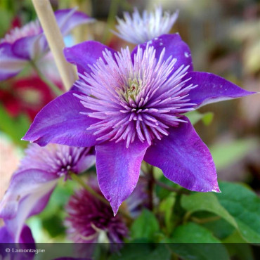 CLEMATIS x 'Multi Blue'