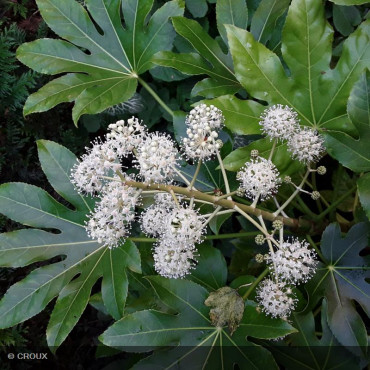 FATSIA japonica