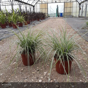 CAREX oshimensis 'Everest'