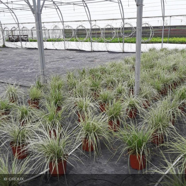 CAREX oshimensis 'Everest'