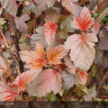 PHYSOCARPUS opulifolius 'Lady in Red®'