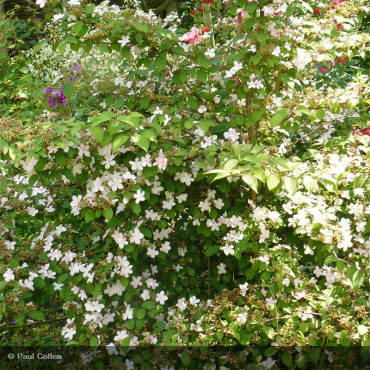VIBURNUM plicatum 'Pink...