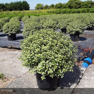 PITTOSPORUM tenuifolium 'Silver ball'