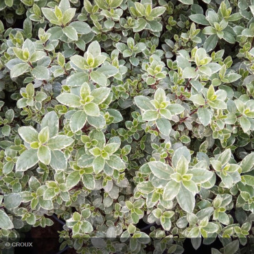 PITTOSPORUM tenuifolium 'Silver ball'