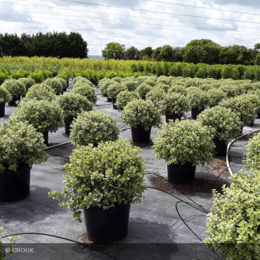 PITTOSPORUM tenuifolium 'Silver ball'