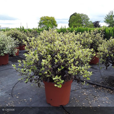 PITTOSPORUM tenuifolium 'Tom Thumb'