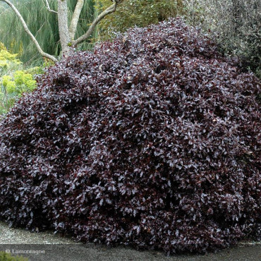 PITTOSPORUM tenuifolium 'Tom Thumb'