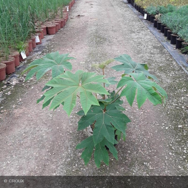 TETRAPANAX papyrifera 'Rex'