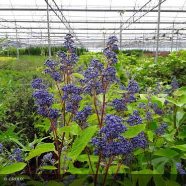 CEANOTHUS x delilianus...