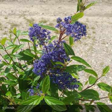 CEANOTHUS x delilianus 'Henri Desfossé'