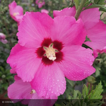 HIBISCUS syriacus 'Pink...