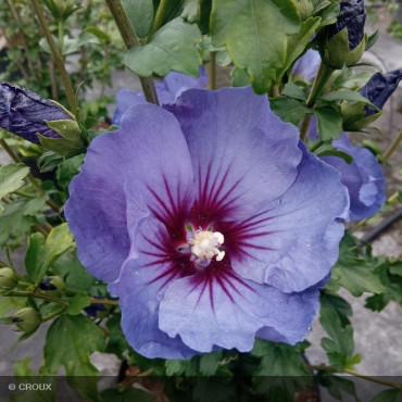 HIBISCUS syriacus 'Ultra...