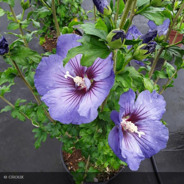 HIBISCUS syriacus 'Ultra marine®'