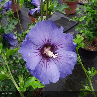HIBISCUS syriacus 'Ultra marine®'