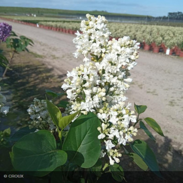 SYRINGA vulgaris 'Mme...