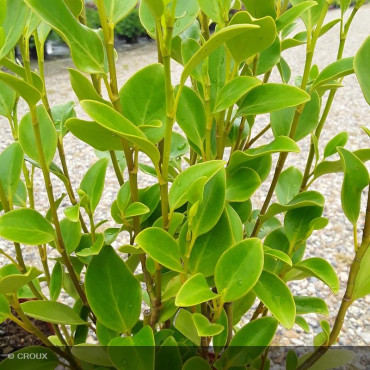 GRISELINIA littoralis