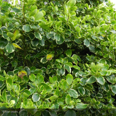 GRISELINIA littoralis