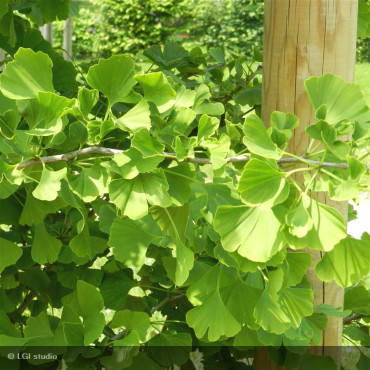 GINKGO biloba 'Blagon'
