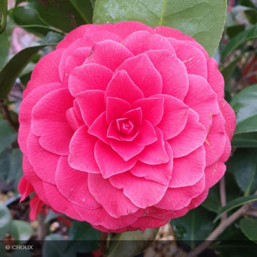 CAMELLIA japonica 'Black lace'
