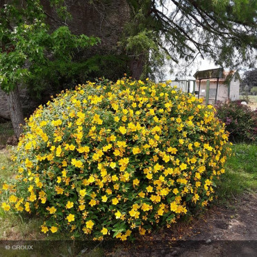HYPERICUM hookerianum...