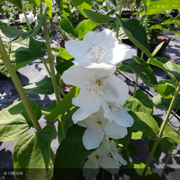 PHILADELPHUS coronarius