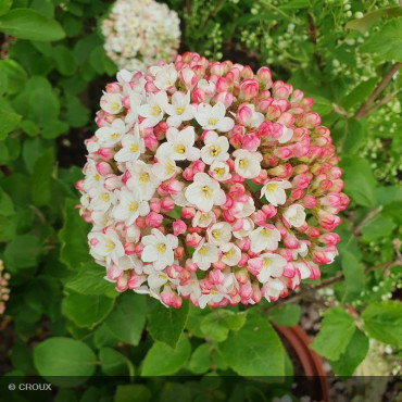 VIBURNUM carlesii 'Aurora'