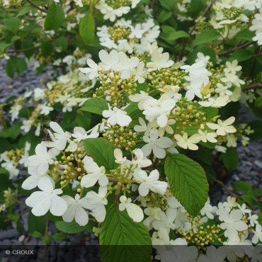 VIBURNUM plicatum 'Watanabe'