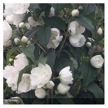PHILADELPHUS x virginalis