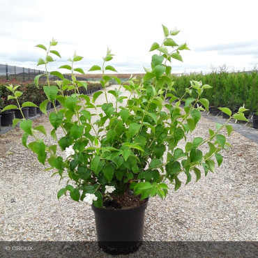 PHILADELPHUS x virginalis