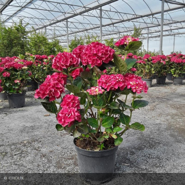 HYDRANGEA macrophylla 'Merveille Sanguine'