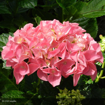 HYDRANGEA macrophylla 'Merveille Sanguine'