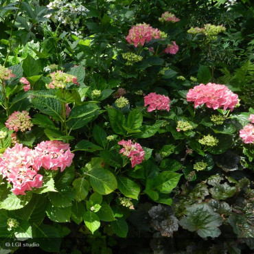 HYDRANGEA macrophylla 'Merveille Sanguine'