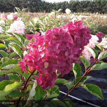 HYDRANGEA paniculata...