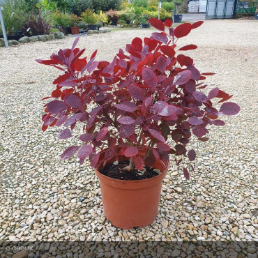 COTINUS coggygria 'Lilla®'