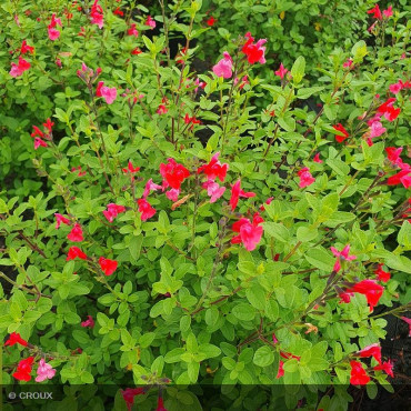 SALVIA microphylla 'Grahamii Rouge'
