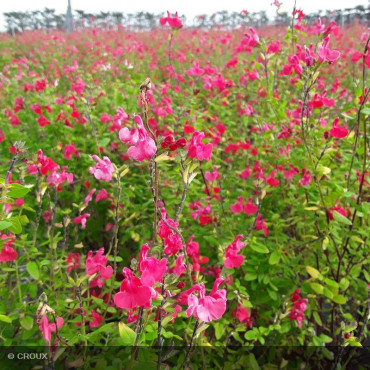 SALVIA microphylla 'Grahamii Rouge'