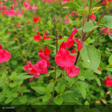 SALVIA microphylla 'Grahamii Rouge'